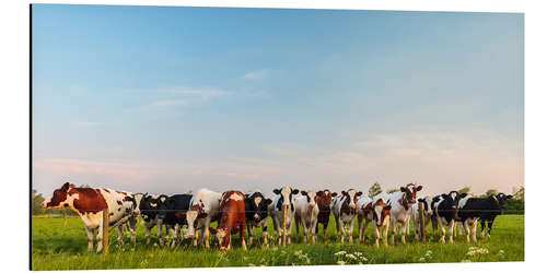 Aluminium print Curious cows in a Dutch meadow