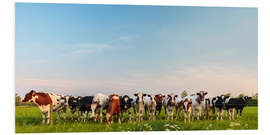 Foam board print Curious cows in a Dutch meadow