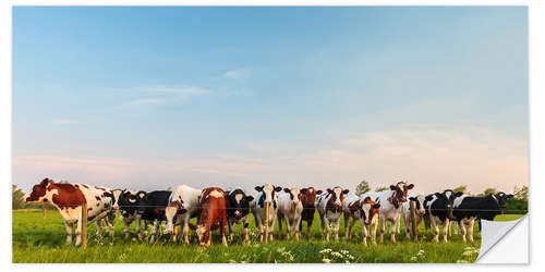 Sisustustarra Curious cows in a Dutch meadow