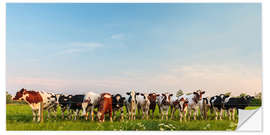 Naklejka na ścianę Curious cows in a Dutch meadow