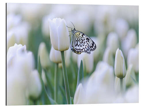 Tableau en aluminium Tulipes blanches et papillon