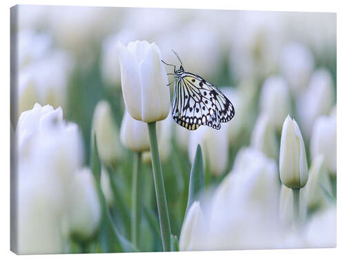 Tableau sur toile Tulipes blanches et papillon