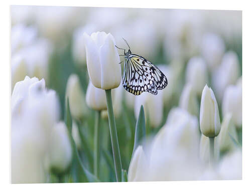 PVC print White tulips with butterfly