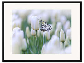 Gerahmter Kunstdruck Weiße Tulpen mit Schmetterling