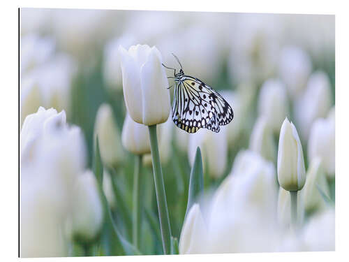 Gallery print White tulips with butterfly