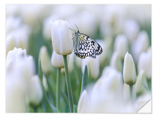 Självhäftande poster White tulips with butterfly