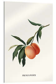 Gallery print Peachy