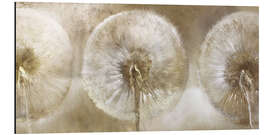 Aluminium print Three dandelions