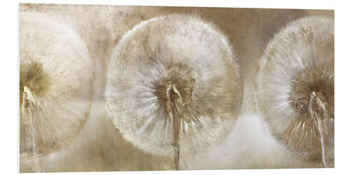 Foam board print Three dandelions