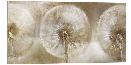 Gallery print Three dandelions