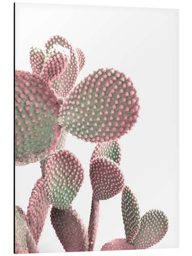 Cuadro de aluminio Cactus rosa sobre blanco