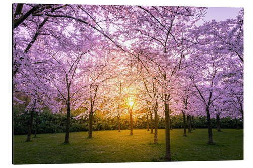 Aluminium print Cherry blossom at sunset