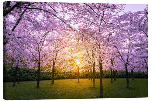 Leinwandbild Kirschblüte bei Sonnenuntergang