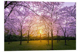 Foam board print Cherry blossom at sunset