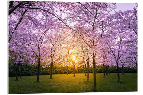 Gallery print Cherry blossom at sunset