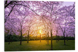 Gallery Print Kirschblüte bei Sonnenuntergang