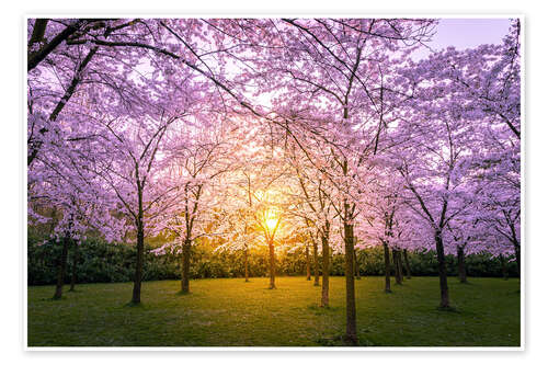 Poster Kirschblüte bei Sonnenuntergang