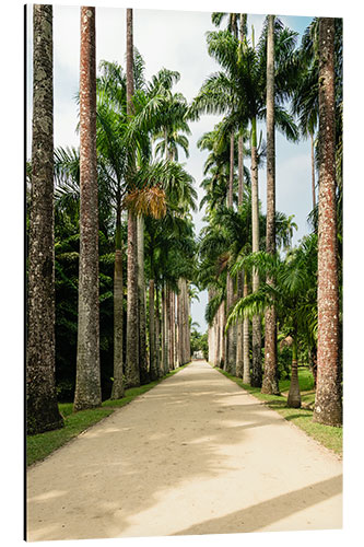 Aluminium print Palm tree avenue in Rio de Janeiro