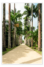 Poster  Palm tree avenue in Rio de Janeiro - Road To Aloha