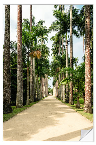 Selvklebende plakat Palm tree avenue in Rio de Janeiro