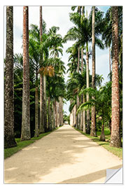 Selvklebende plakat Palm tree avenue in Rio de Janeiro