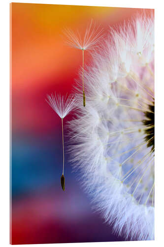 Acrylic print Dandelion umbrella