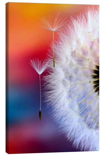 Canvas print Dandelion umbrella