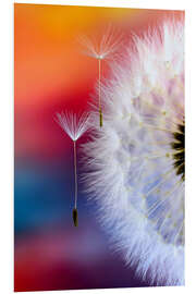 Foam board print Dandelion umbrella