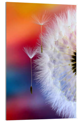 Gallery print Dandelion umbrella