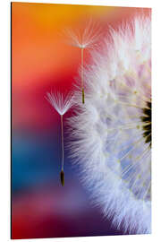 Magnettafel Pusteblumenschirmchen