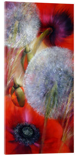 Tableau en verre acrylique Poppies and dandelions IV