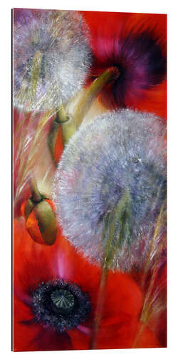 Gallery print Poppies and dandelions IV