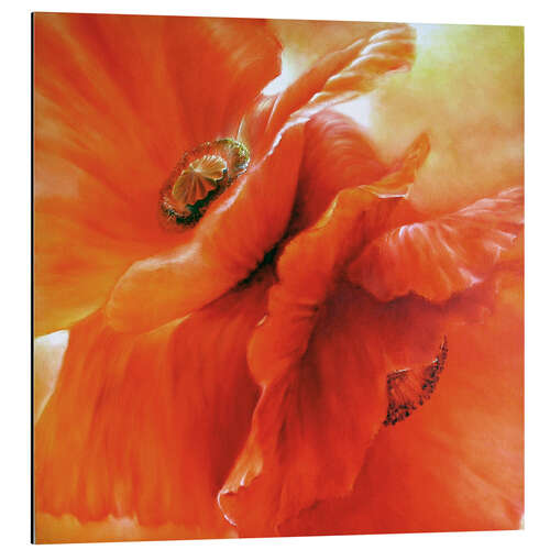 Aluminium print Rotate poppy