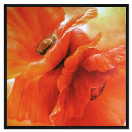 Gerahmter Kunstdruck Roter Mohn