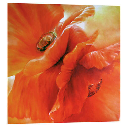 Gallery Print Roter Mohn