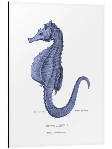 Aluminium print Hippocampus (Marine seahorse)