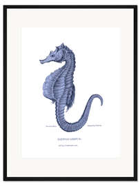 Gerahmter Kunstdruck Hippocampus (Marine-Seepferdchen)
