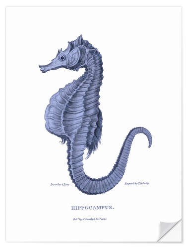 Wall sticker Hippocampus (Marine seahorse)