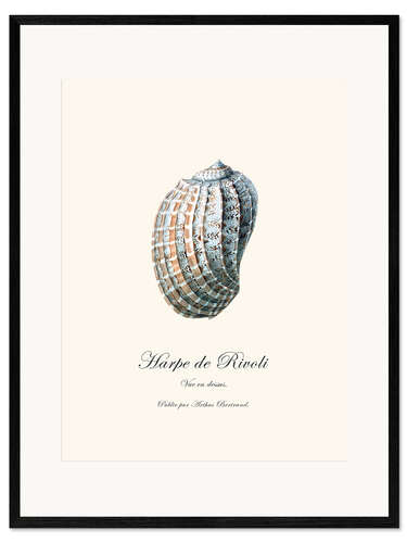 Framed art print Harpe de Rivoli, shell