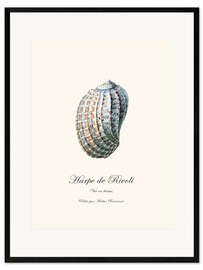 Framed art print Harpe de Rivoli, shell