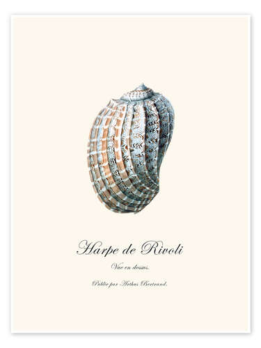 Poster Harpe de Rivoli, Muschel