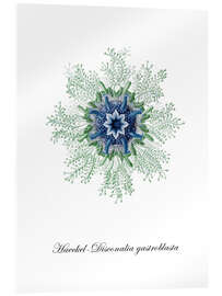 Acrylglasbild Haeckel-Disconalia gastroblasta