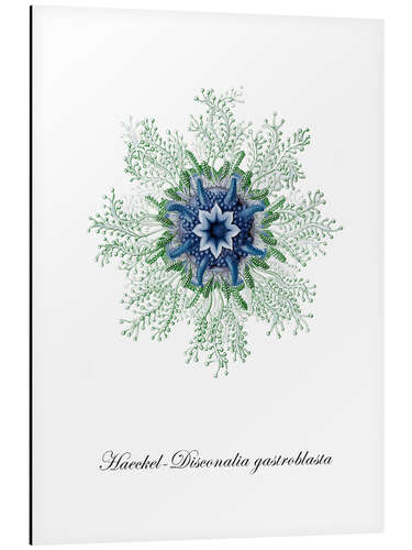 Quadro em alumínio Haeckel-Disconalia gastroblasta