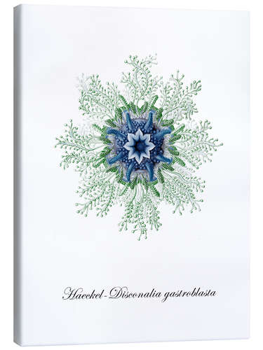 Canvas print Haeckel-Disconalia gastroblasta