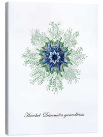 Stampa su tela Haeckel-Disconalia gastroblasta