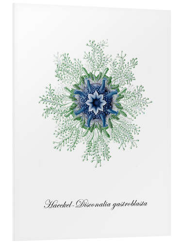 Quadro em PVC Haeckel-Disconalia gastroblasta