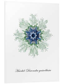 Quadro em PVC Haeckel-Disconalia gastroblasta