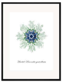 Gerahmter Kunstdruck Haeckel-Disconalia gastroblasta