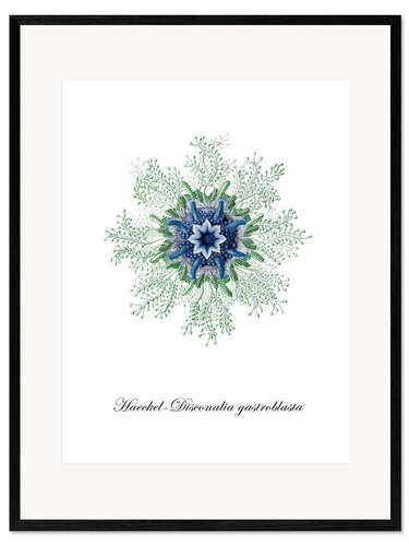 Framed art print Haeckel-Disconalia gastroblasta