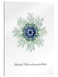 Gallery print Haeckel-Disconalia gastroblasta